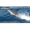 Alexander I Boat Cruise Private Charter